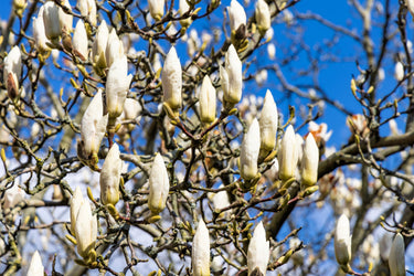 10 SOUTHERN MAGNOLIA TREE 12